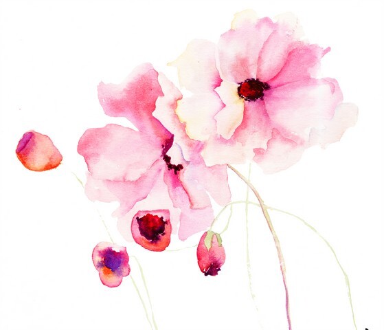 Colorful pink flowers, watercolor illustration